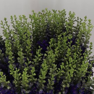 Freshy Consolida R Q Dark Blue