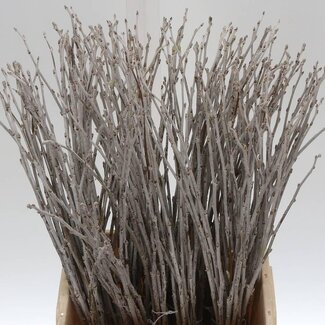 Freshy Populus Alba Witte Abeel | Kleur: Groen Wit | Lengte ± 50 centimeter | Per 20 takken