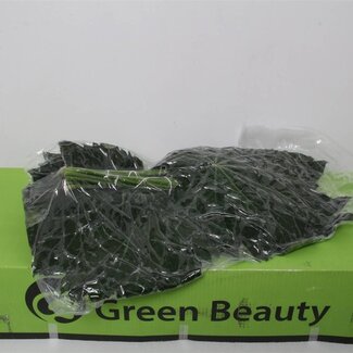 Freshy Aralia 60cm (p. bos)