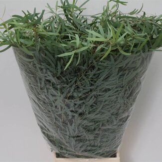 Freshy Eucalyptus Nicholii 300gr (p. bos)