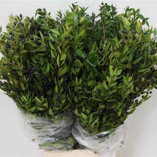 Freshy Myrtus Bes 400gr (p. bos)