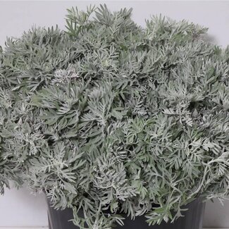 Freshy Cineraria | Kleur: Grijs Groen | Lengte ± 50 centimeter | Per 5 bossen