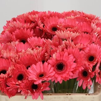 Freshy Germini Aqua “Vidal” | Kleur: Pink | Lengte ± 50 centimeter | Per 20 stelen