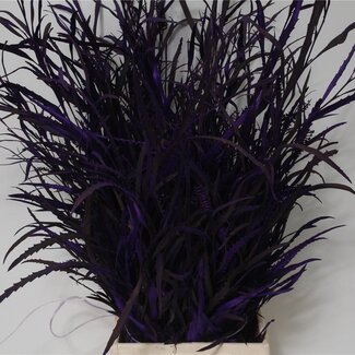 Freshy Grevillea | Kleur: Kleurbehandeld Paars | Gewicht 200 gram per bos | Per 5 bossen