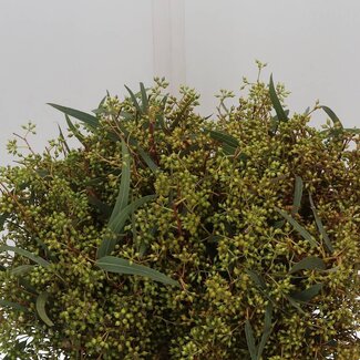 Freshy Eucalyptus Exotica Bes 45cm (p. bos)