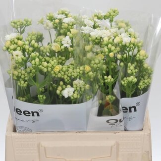 Freshy Kalanchoe “Crystal White Meadow” | Kleur: Wit | Lengte ± 40 centimeter | Per 10 stelen