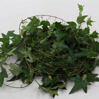 Freshy Hedera Helix Groen Klimop | Kleur: Groen | Lengte ± 100 centimeter | Per 10 stelen