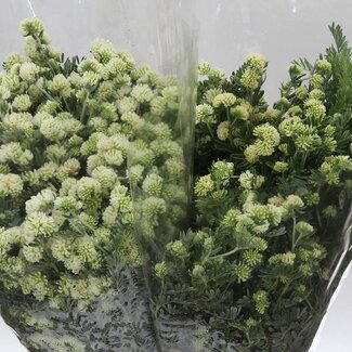 Freshy Marchesina 400gr (p. bos)