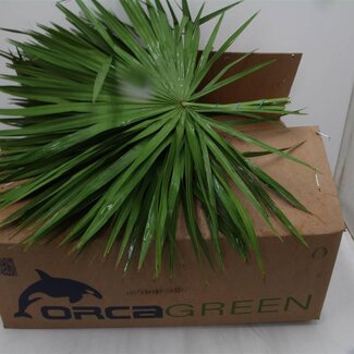 Freshy Palmblad | Kleur: Groen | Lengte ± 50 centimeter | 15 bladeren per bos | Per 2 bossen