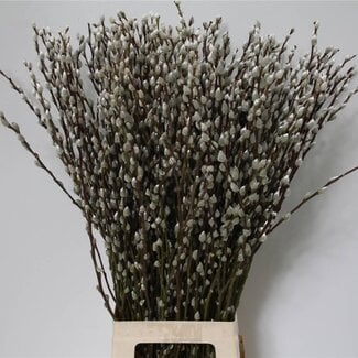 Freshy Salix Ca Snow Flake