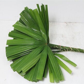 Freshy Rhapis Palmblad | Kleur: Groen | Lengte ± 52 centimeter | Per 5 bossen