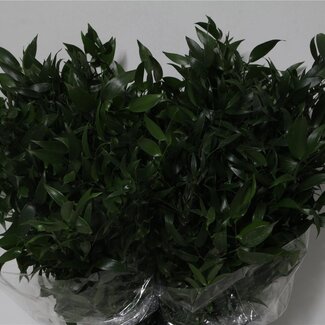 Freshy Frischer Ruscus kurz | Farbe: Natürliches Grün | Mäusedorn | Länge ± 60 centimeter | Gewicht 200 gram pro Bündel | Pro 5 Bündel