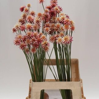 Freshy Inrida “Summer” | Kleur: Roze Geel | Lengte ± 70 centimeter | Per 25 stelen