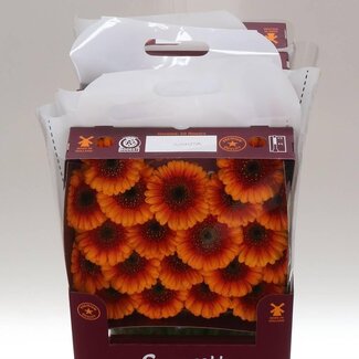 Freshy Gerbera Mi Aqua “Wakita” | Kleur: Geel | Lengte ± 45 centimeter | Per 20 stelen