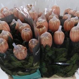 Freshy Deco Chrysanthemum Chrysant “Antonov” | Kleur: Kleurbehandeld Latte | Lengte ± 65 centimeter | Per 10 stelen