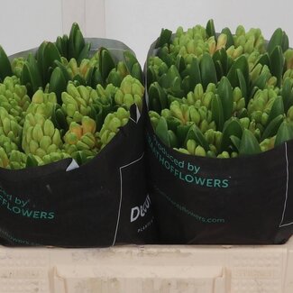 Freshy Hyacinth Swee Invitation (salmon)