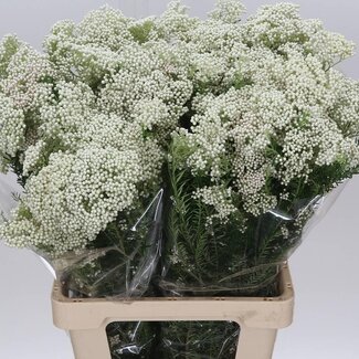 Freshy Ozothamnus White 200gr (p. bos)