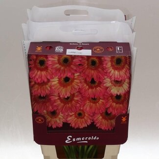 Freshy Gerbera Gr Aqua “Hippie Chic” | Kleur: Geel | Lengte ± 45 centimeter | Per 15 stelen