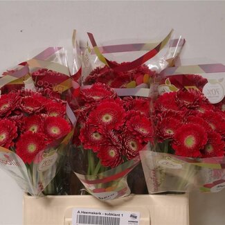 Freshy Germini. Aqua Picolini Ditella x20