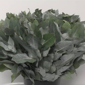 Freshy Eucalyptus “Potlood” | Kleur: Groen | Lengte ± 55 centimeter | 10 takken per bos | Per 10 bossen