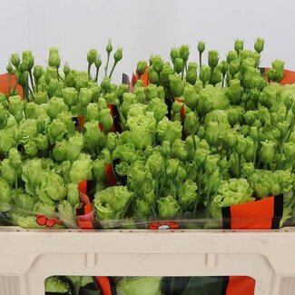 Freshy Eustoma “Rosan Bright Green” | Gevuld | Colour: Green | Length ± 70 centimetre | Per 10 stems