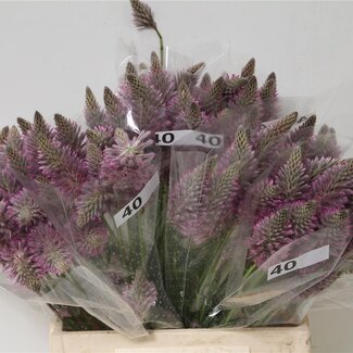 Freshy Ptilotus Exaltatus 40cm