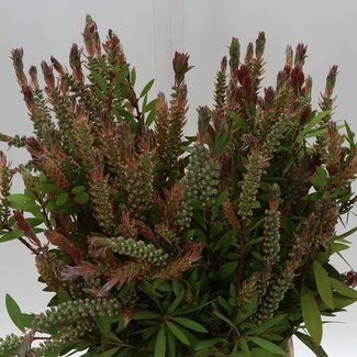 Freshy Callistemon Virgin (p. bos)