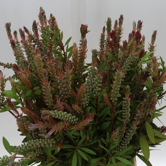 Callistemon Virgin (p. bos)