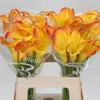 Freshy Zantedeschia Callista