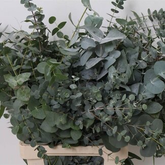 Freshy Eukalyptus Mix | Farbe: Grün | Länge ± 70 centimeter | Gewicht 300 gram pro Bund | Pro 5 Bunde