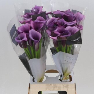 Freshy Zantedeschia Durban