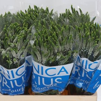 Freshy Veronica “Smart Caya” | Vertakt | Kleur: Wit | Lengte ± 60 centimeter | Per 20 stelen