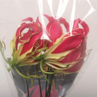 Freshy Gloriosa Rothschildiana | Kleur: Rood | Lengte ± 90 centimeter | Per 5 stelen