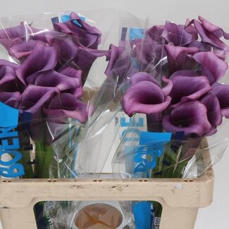 Freshy Zantedeschia Calla “Durban” | Kleur: Paars | Lengte ± 55 centimeter | Per 10 stelen