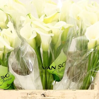 Freshy Zantedeschia Crystal Blush