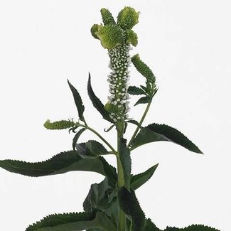 Freshy Veronica “Smart Al White” | Kleur: Wit | Lengte ± 60 centimeter | Per 25 stelen