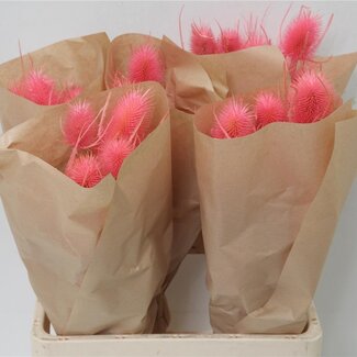 Freshy Cardo Gedroogd Pink (p. bos)