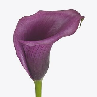 Freshy Zantedeschia Calla “Durban” | Kleur: Paars | Lengte ± 65 centimeter | Per 10 stelen