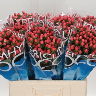 Freshy Hypericum “Coco Kimono Vertakt” | Kleur: Rood | Lengte ± 60 centimeter | Per 20 stelen