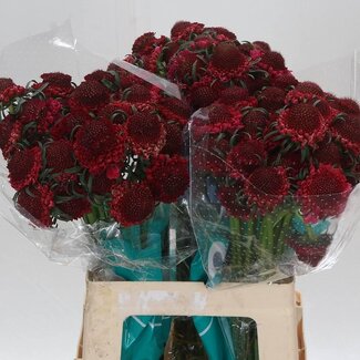 Freshy Scabiosa At D Cherry Scoop