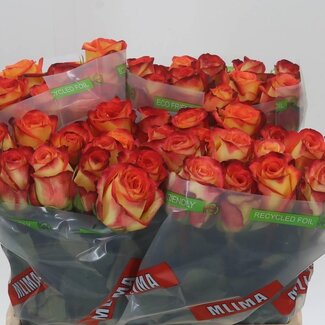 Freshy Grootbloemige Roos “Firefox” | Kleur: Rood | Lengte ± 40 centimeter | Per 20 stelen