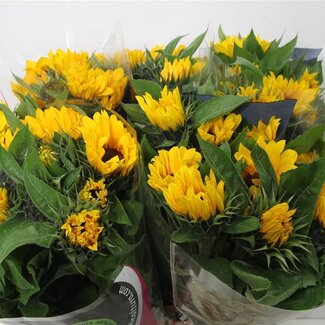 Freshy Helianthus Sonnenblume “Vincent’s Choice” | Farbe: Gelb | Länge ± 70 centimeter | Pro 10 Stiele