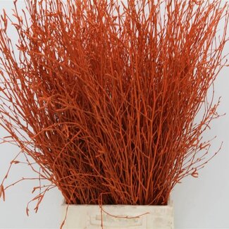 Freshy Berk Orange (p. bos)