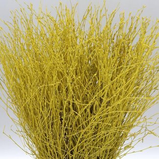 Freshy Berkentakken | Kleur: Geel | Lengte ± 60 centimeter | Per 5 takken