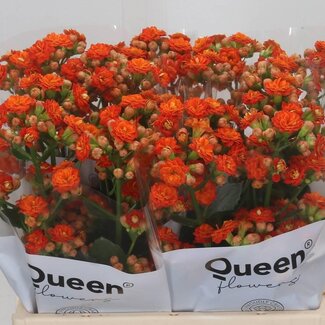 Freshy Kalanchoe Bri Orang Meadow