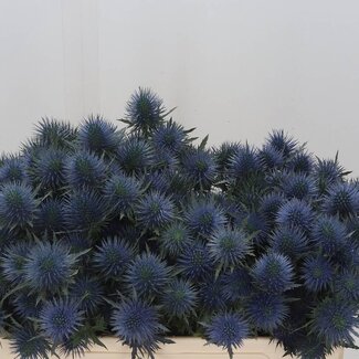 Freshy Eryngium “Magnetar Questar” | Kleur: Blauw | Lengte ± 50 centimeter | Per 10 stelen