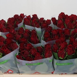 Freshy Grootbloemige Roos “Upper Class” | Kleur: Rood | Lengte ± 50 centimeter | Per 20 stelen