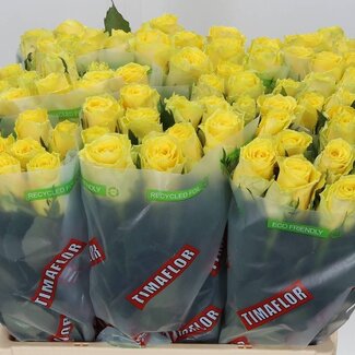 Freshy Grootbloemige Roos “Good Times” | Kleur: Geel | Lengte ± 60 centimeter | Per 20 stelen