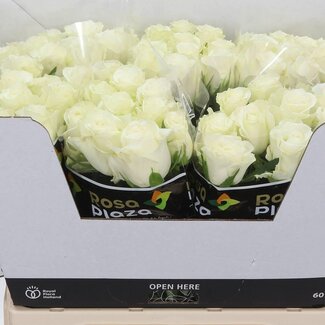 Freshy Grootbloemige Roos “Alpe D’Huez” | Kleur: Wit | Lengte ± 60 centimeter | Per 20 stelen