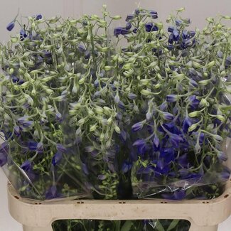 Freshy Delphinium Elatum “Volkerfrieden” | Kleur: Blauw | Lengte ± 80 centimeter | Per 10 stelen